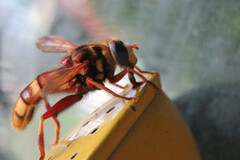 Milesia crabroniformis