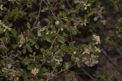 Stenanthemum pomaderroides