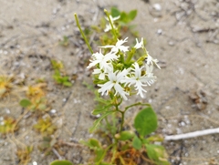 Schizopetalon walkeri