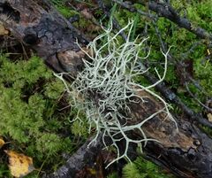 Evernia mesomorpha