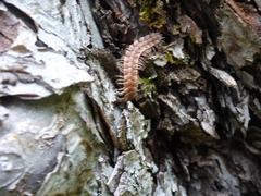 Polydesmus complanatus