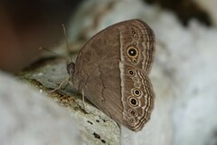 Mycalesis perseoides