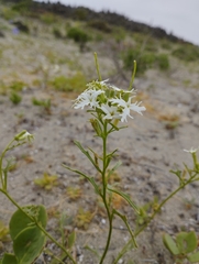 Schizopetalon walkeri