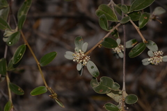 Stenanthemum pomaderroides