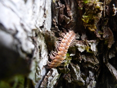 Polydesmus complanatus