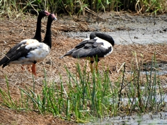 Anseranas semipalmata