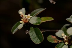 Stenanthemum pomaderroides