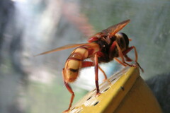 Milesia crabroniformis