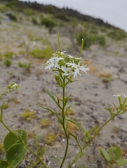 Schizopetalon walkeri