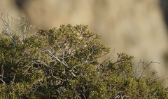Juniperus turbinata
