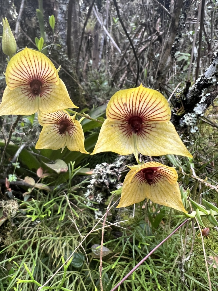 Telipogon nervosus