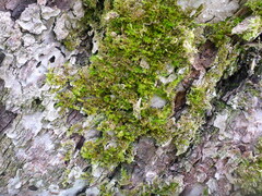 Homalothecium sericeum