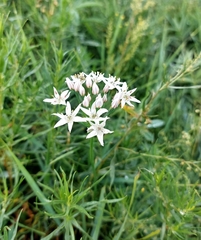 Allium ramosum