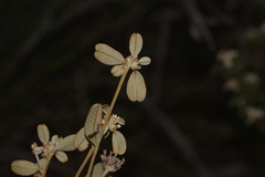 Stenanthemum pomaderroides