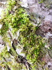 Homalothecium sericeum