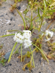 Schizopetalon walkeri