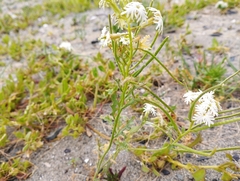 Schizopetalon walkeri
