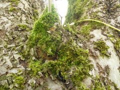 Homalothecium sericeum