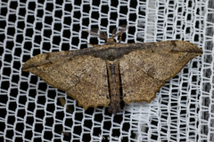 Hyposidra infixaria