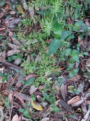Asparagus aethiopicus