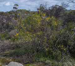 Acacia lasiocalyx