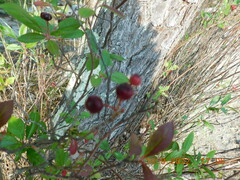 Aronia arbutifolia
