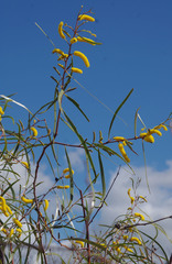 Acacia lasiocalyx