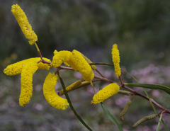 Acacia lasiocalyx