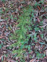 Asparagus aethiopicus