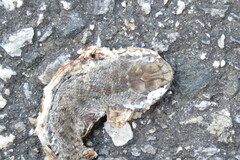 Malpolon monspessulanus