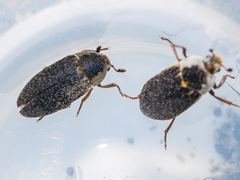 Dermestes maculatus