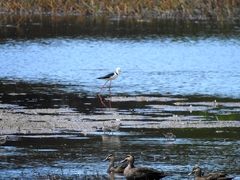 Himantopus leucocephalus