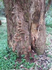 Fuscoporia