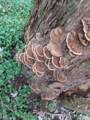 Fuscoporia
