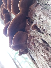 Fuscoporia