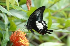 Papilio iswara