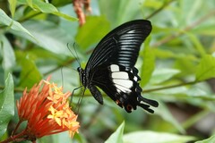 Papilio iswara