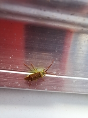 Pantilius tunicatus