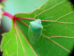 Acrosternum millierei