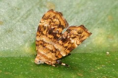 Choreutis