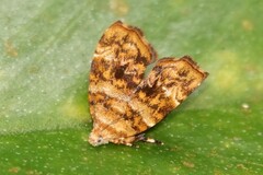Choreutis