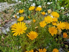 Ursinia