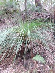Xanthorrhoea