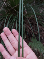 Xanthorrhoea
