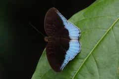 Tanaecia iapis