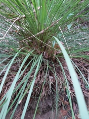 Xanthorrhoea