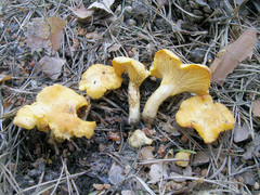 Cantharellus cibarius