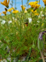Ursinia