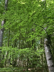 Fagus sylvatica