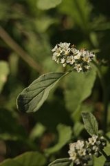 Heliotropium europaeum